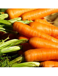 Zanahoria normal 1/2Kg