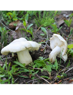 Perrechicos pequeños